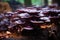 reishi mushrooms thriving on a coffee ground substrate