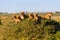 Rekero Lion Pride in Masai Mara