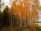 Rekyva forest and lake during cloudy autumn day