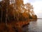 Rekyva forest and lake during cloudy autumn day