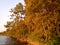 Rekyva forest and lake right before sun set