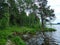 Rekyva forest and lake during sunny summers day