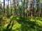 Rekyva forest during sunny summer day