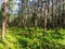 Rekyva forest during sunny summer day