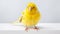 Relatable Personality: Canary Bird Sitting On White Table