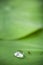 Relation between little insect and water drop on lotus leaf