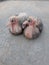Relation between two baby pigeons