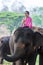 Relationship between Asian people and elephant, Thai lady beautiful dressing traditional northern style touching elephans trunk