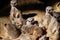 Relax of African Meerkat Suricata suricatta family