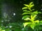 Relax background with young tiny green plant leaves shallow depth of field