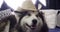 Relax, hat or dog on bed in home for holiday fun or costume with domestic animals or care. Cute husky, obedient pet or