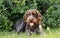 Relax in the shadow. Rough-coated Bohemian Pointer takes a break between games. Active lifestyle. Healthy lifestyle. Gun dog