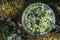 Relax tea with an officinal grass of stellaria graminea in a transparent cup on a wooden stub, in the moss-grown summer sunny day