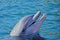 Relaxation dolphin emerged from the water and smile. Sunny day in the Dolphin Reef in Eilat, Red Sea in Israel