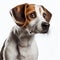 A relaxed and adorable pet dog taking a nap on a serene white backdrop