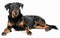 A relaxed Beauceron dog lies down, displaying its calm demeanor and fluffy tail against a seamless white background