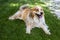 A relaxed and beautiful golden and white furry dog laying down on the green grass