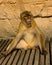 Relaxed berber monkey