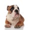 Relaxed brown english bulldog looks up to side while lying