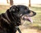 Relaxed and Calm Rottweiler Dog Standing and Waiting in Park