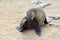 Relaxed cape fur seal, Namibia