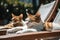 Relaxed Cats Lying On Poolside Loungers, Napping Under The Sun. Generative AI