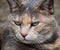 Relaxed close-up of grey and ginger tortoiseshell tabby cat with green eyes