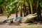 Relaxed crocodile lounges beneath the shade of a banana tree