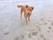 Relaxed dog, Brown dog looking at camera are playing on the beach in the morning