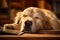 Relaxed dog dozes off, reaping the rewards of dedicated studying