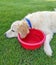 Relaxed dog on grass