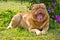 Relaxed dog lying in the garden yawning