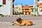 Relaxed dog sunbathing in the middle of the street