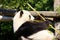 Relaxed giant Panda eating bamboo