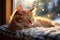 Relaxed ginger cat enjoys a warm windowsill perch on a wintry day