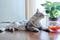 Relaxed gray cat lying at home near a houseplant, profile view, looking out the window