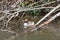 Relaxed great crested grebe podiceps cristatus in a fallen tree with branches in water sleeping but attentive for dangers