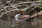 Relaxed great crested grebe podiceps cristatus in a fallen tree with branches in water sleeping but attentive for dangers