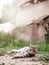 Relaxed grey fur color tabby cat laying on a grass. Country side life