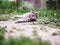 Relaxed grey fur color tabby cat laying on a grass. Country side life