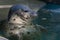 Relaxed grey seal in captivity