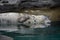 Relaxed grey seal in captivity