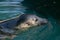 Relaxed grey seal in captivity