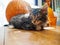 Relaxed kitty laying in front of pumpkins