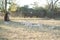 Relaxed lioness and lion cubs in a savannah background