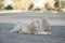 Relaxed lions in a savannah background