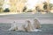 Relaxed lions in a savannah background