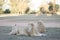 Relaxed lions in a savannah background