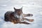 Relaxed Lynx lying on snow