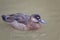 Relaxed male Brazilian Teal or Brazilian Duck, Amazonetta brasiliensis